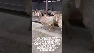 на продажу ярки линии Гулливера уши 20+ 21+ возраст 9 м адрес Карабалта цена 7000$ за  0552656565