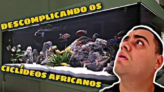 COMO MONTAR UMA FAUNA PARA AQUÁRIO DE CICLÍDEOS AFRICANOS