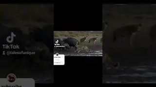 Cheetah Hunt Gone Wrong: Buffalo Herd Strikes Back in Muddy park! #nature #fyp #wildlife #animals
