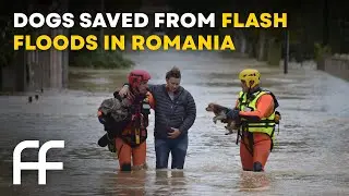 Heroic Dog Rescue in Romania as Flood Cleanup Begins | Factual Flow