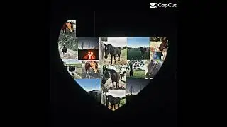 ❤️ #pferdeliebe #pferdevideo #equestrian #oldenburger #huzule