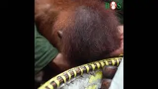 Frecher Monyo | BOS | orangutan.de