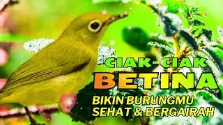 Terbukti Ampuh !! Ciak Ciak Betina Kecial Kuning  | Paling Ampuh Naikkan Birahi Cepat!