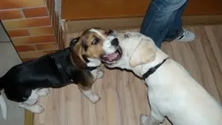 Beagle vs Labrador