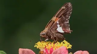 Silver spotted Skipper