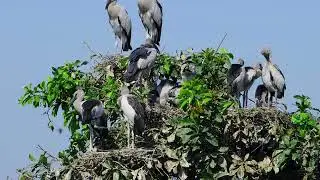 Amazing Trees and water plants give shelter and nesting places  Bird Sanctuary  EP259