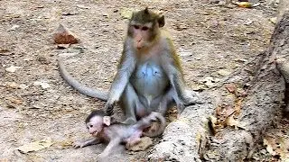 Poor Alba baby monkey cry loudly because Anna attack baby monkey Alba