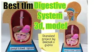 Digestive system model made of super clay #digestivesystem #superclay #alimentarycanal #biologymodel