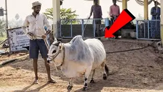 देखिए दुनिया की सबसे छोटी गाय | देखकर यकीन नहीं होगा | Mini Cow In The World 