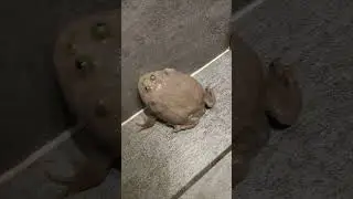 Angry Budgett Frog don't want to be touched
