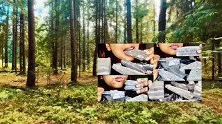 Tall Trees at the Forest