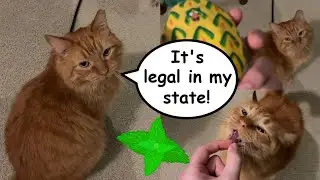 Ледяная кошачья мята