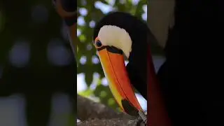 nature | Hornbill | bird | forest | beautiful scene | relaxing clip | real scene |PT2|EP1|🌄🏞️🤩😍🥰❤️💕