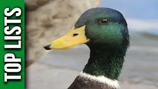 10 Interesting Facts About Ducks