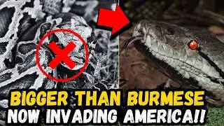 🚨 BREAKING: New GIANT Snake Invasion Could Swallow Humans WHOLE - They're Already Here 🚨