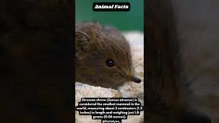 Etruscan Shrew Amazing Facts | Facts Video #factsshorts #facts