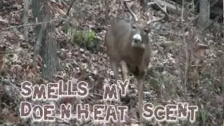DeerFilm - Videos of 2012 deer. Life on the stand.