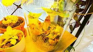 Indoor Plants Review #plants#top#top#review#