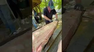 БОЛЬШОЕ ФИЛЕ НА ЮКОЛУ #рыбец64 #сом