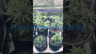 Fast buds Genetics