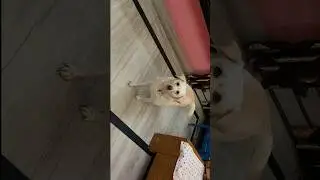 Daibo tezzi se viral❤..#shorts#ytshorts#youtubeshorts#viraldog#viral.....