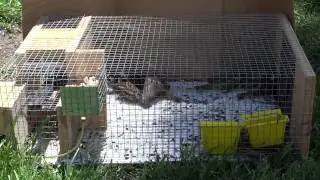 REPEATING SPARROW TRAP