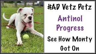 Vetz Petz Antinol Free Trial - See Monty&rsquo;s Progress.