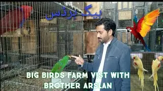 Big birds breeding setup overview of Rao Usman | #Cacato #Eclectus #Yellowraw #Lutinoalexdenrine