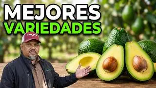 Avocado Varieties by Department - TecnoAgro 2025