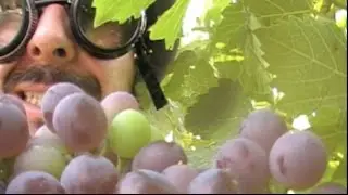 Veraison in the vineyards!