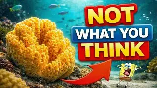 The Real SpongeBob is a Flesh-Eating MONSTER