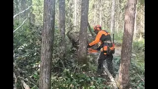 Felling trees for  fire pit shelter material. Husqvarna 550xp mk2