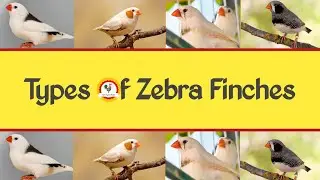 Types Of Zebra Finches || Rise Again Farm