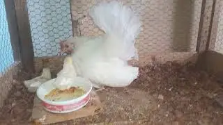 Meus Mini_Garnizés ( tá nascendo mais pintinhos ) novos cruzamentos 🔥🐔🐓 EP 04.