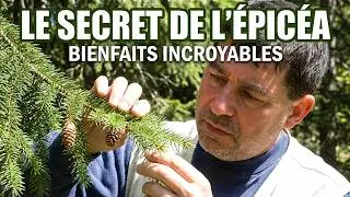 Aiguilles de Sapin vs &Eacute;pic&eacute;a | Le secret pour ne plus vous tromper !