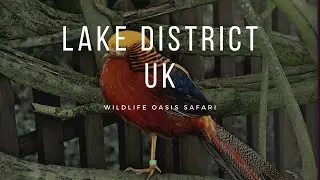 lake district UK 2018-- Wildlife Oasis Safari, A hidden gem