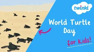 🐢 World Turtle Day for Kids | 23 May | Turtle and Tortoise Facts | Twinkl USA