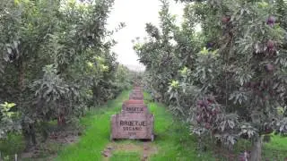 First Fruits - Washington State