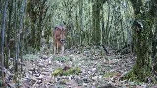 Red serow spotted in southwest China