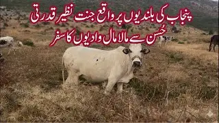 Pothohar ki Peaks ka Qudarti Hussan Dekhain Jogi Ke Sang! #urduvlog  #pothohar #allahkiqudrat 