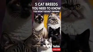 5 CAT BREEDS You Need to Know &mdash; Feline Facts & Unique Traits... #shorts #cats