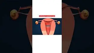 menstrual-cycle🩸| Woman menstrual cycle 3d animation I Woman periods cycle