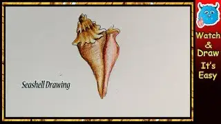 Seashell Drawing Easy for Beginners Step by Step