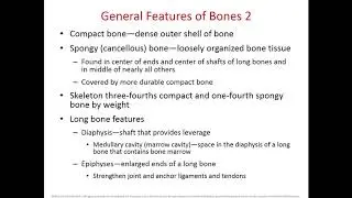 Chapter 7 Bone Tissue