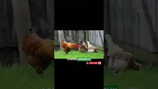 This Animal Has a Social System Like Humans ( Part 29 )