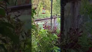 The New Hummingbird Migrators