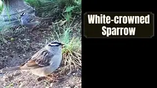 White crowned sparrows (흰머리참새)