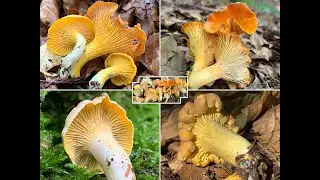 Echter Pfifferling, Blasser Pfifferling, Amethystschuppiger Pfifferling, Samtiger Pfifferling