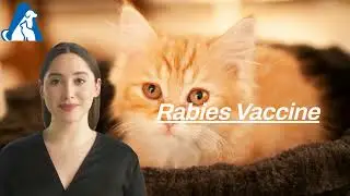 Feline Vaccinations in Dubai | Mandatory Cat Vaccines UAE + Stress‑Free Care