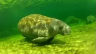 Manatees im Blue Spring State Park. GoPro Hero HD 2